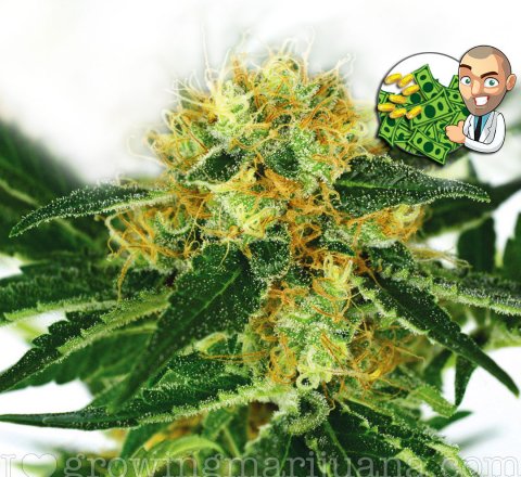united states marijuana legislation